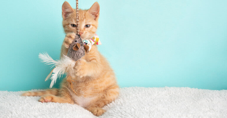 Katzen Verhalten deuten | Was will meine Katze mir sagen?