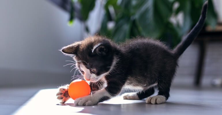 Katzen Sozialisierung: Braucht mein Kitten Training?