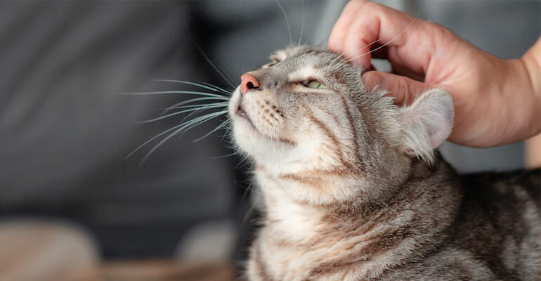 So funktioniert die Katzensprache