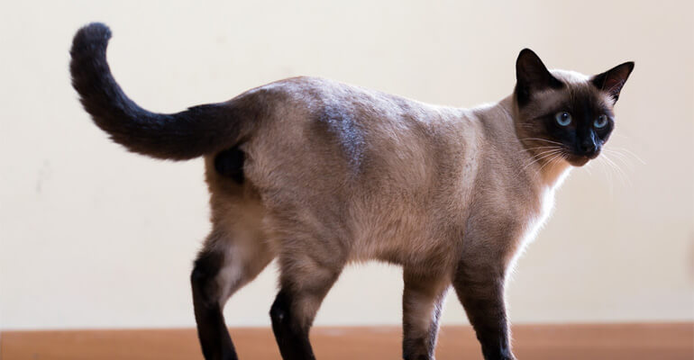 Katzen Körpersprache: Das verrät dir der Katzenschwanz