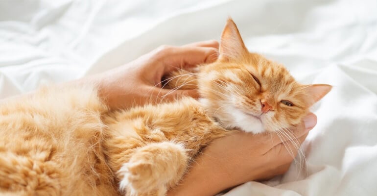 Faszination rote Katzen: Darum lieben wir sie!