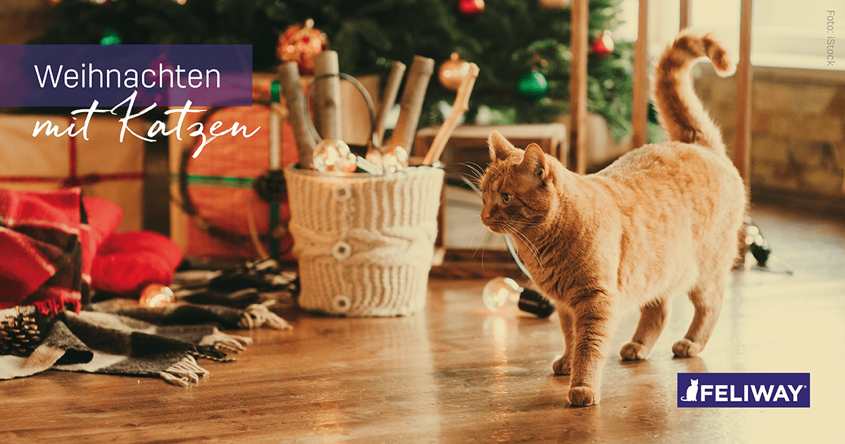 Weihnachten mit Katzen: 7 Tipps für ein sicheres und entspanntes Fest