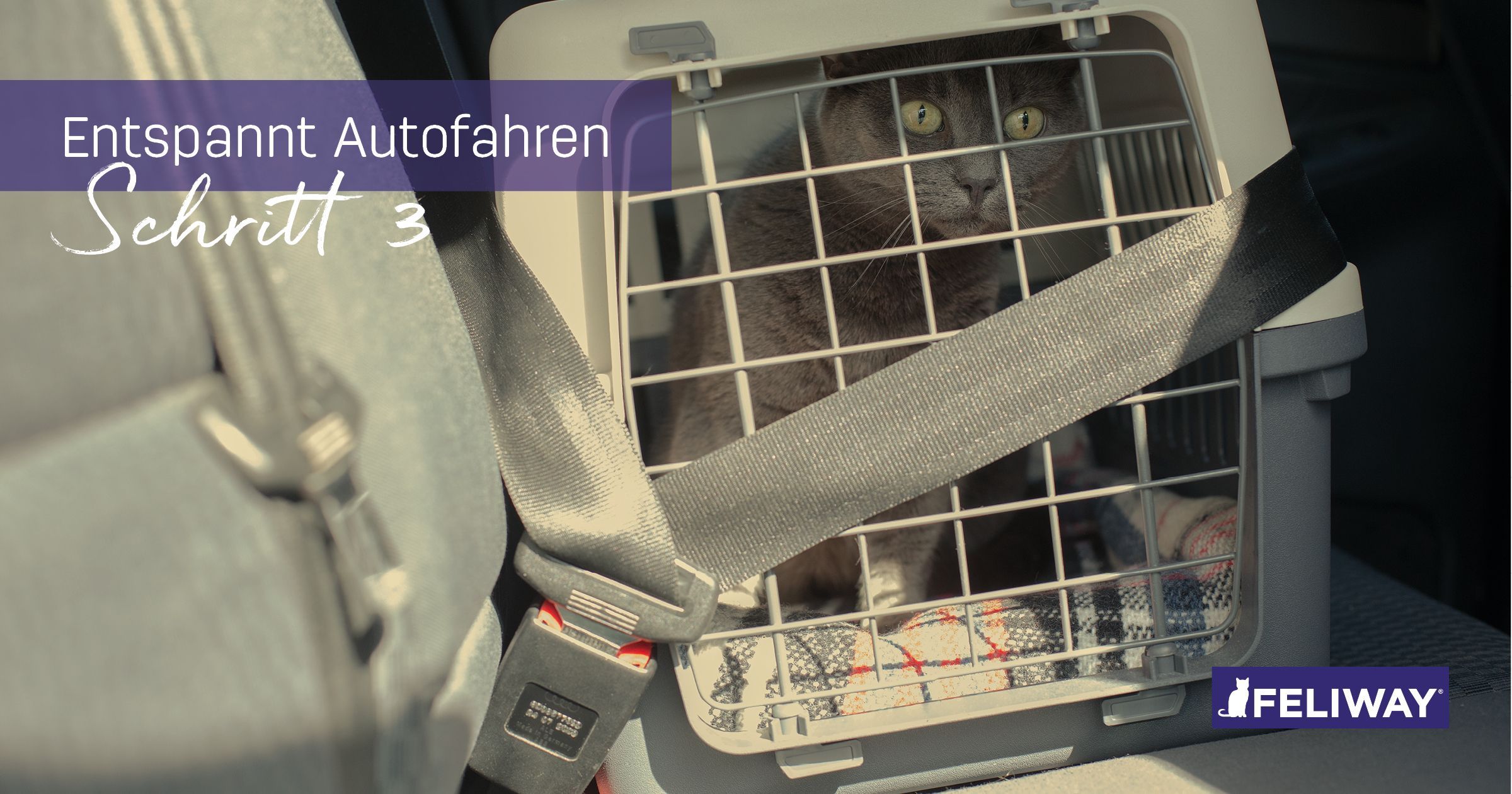 Entspannter Transport von Katzen - Lernen, Auto zu fahren (Teil 3)