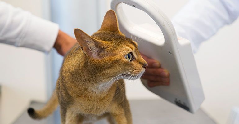 Katze CHIPPEN - und weitere Tipps zur Sicherheit