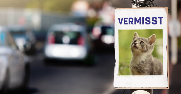 Katze VERMISST– Notfalltipps mit Checkliste