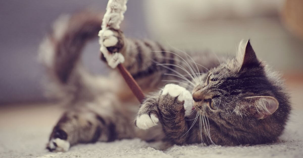 Spiele mit Katzen | So bleibt deine Katze aktiv und gesund