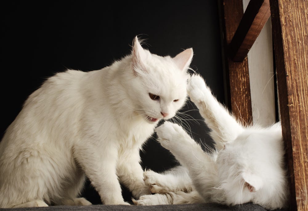 Wenn Katzen kämpfen: Tipps der Expertin