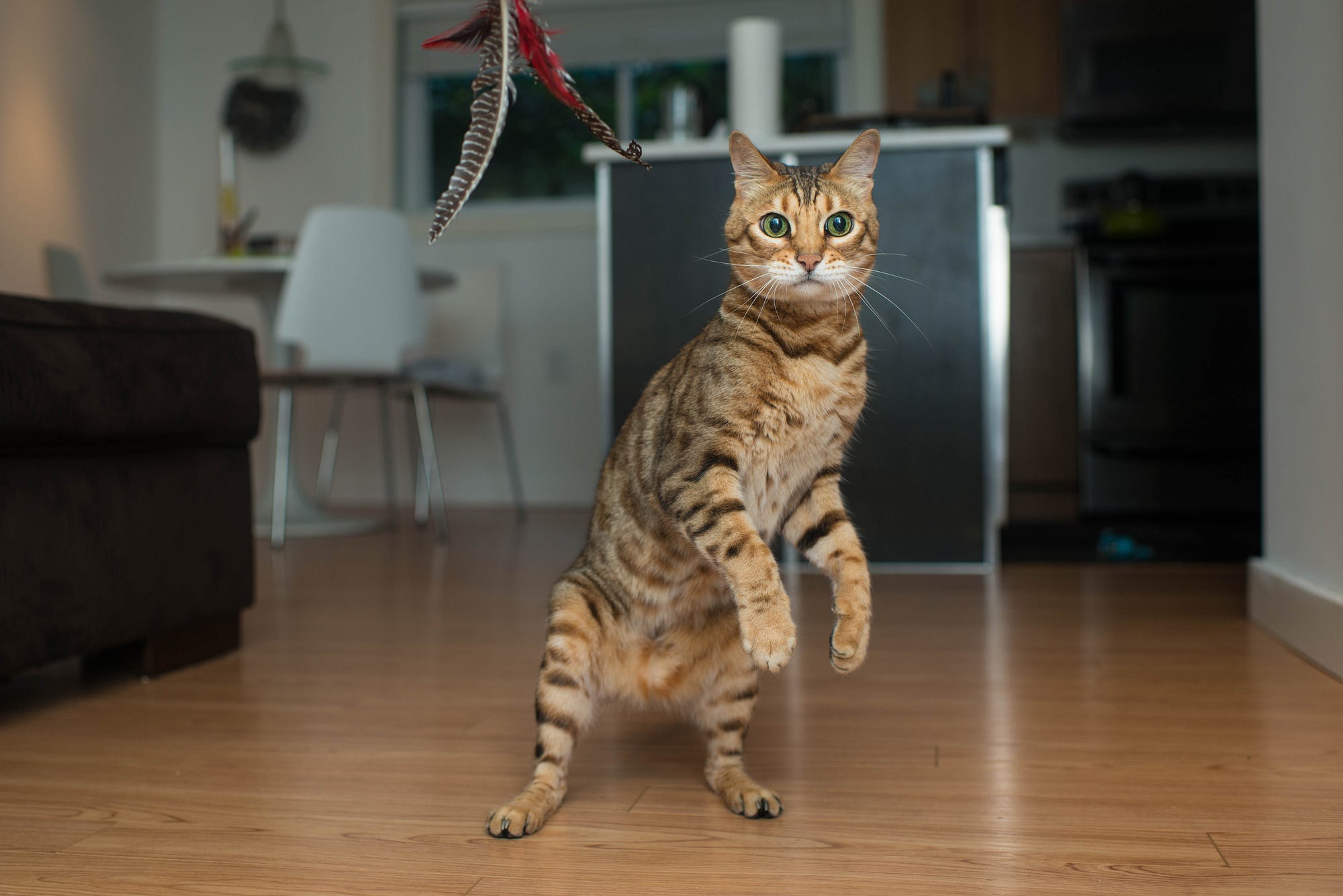 8 Wege, um zum besten Freund deiner Katze zu werden