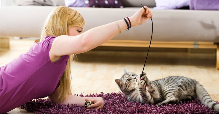 Kann man eine Katze trainieren? 12 tolle Tipps!