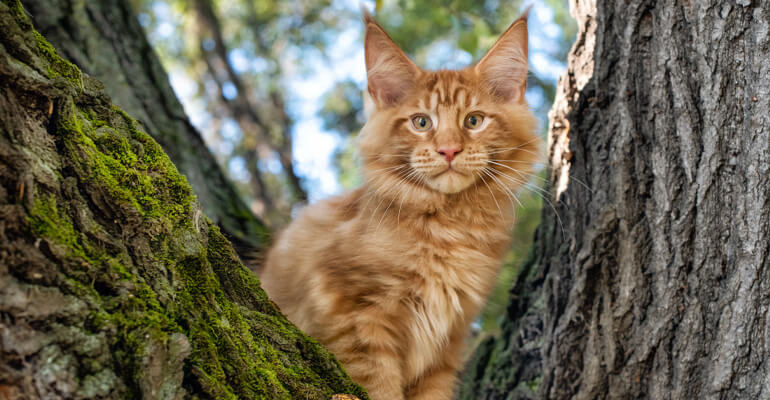 Aus Katzenperspektive | Da ist eine andere Katze in meinem Revier!