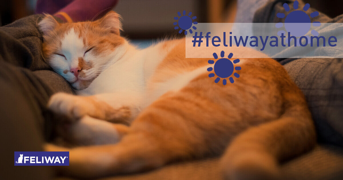 Coronavirus: 5 wichtige Tipps für Katzenbesitzer