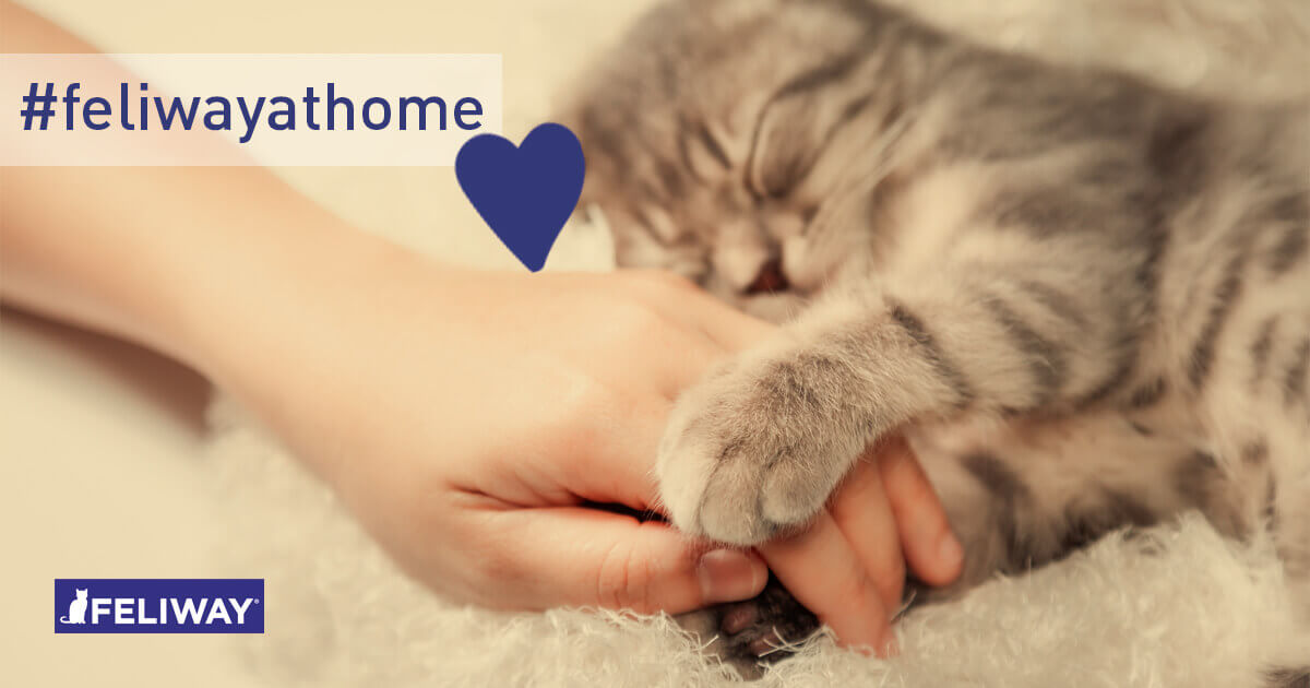 Coronavirus: Kann meine Katze COVID19 bekommen oder übertragen?