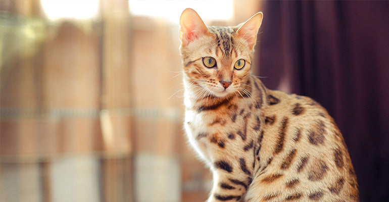 Bengal Katze Charakter– kommunikativer Tiger im Pünktchenkleid