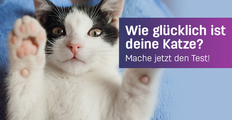 Wie glücklich ist deine Katze? Mach den Test!