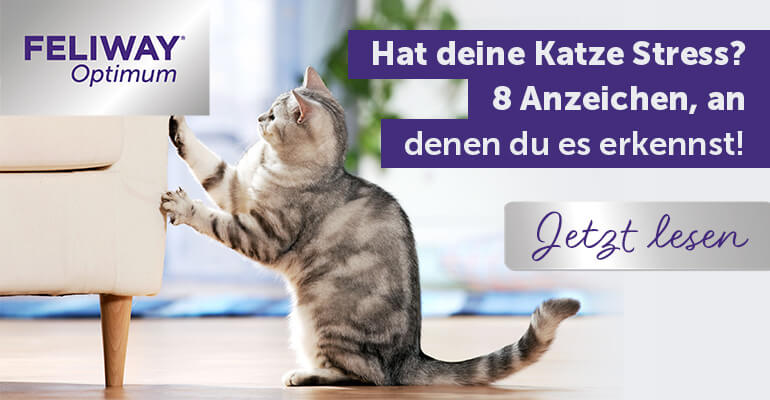 Hat deine Katze Stress? 8 Anzeichen kannst du es erkennen!