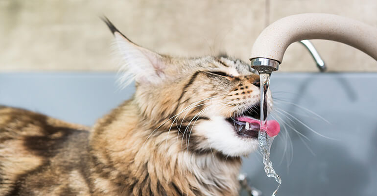 Hilfe! Meine Katze trinkt zu wenig