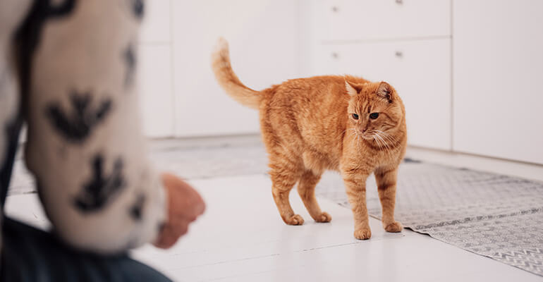 Katzen Urlaubsbetreuung: Katzensitter und Co.