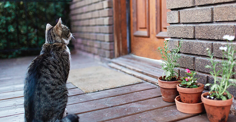 Freigänger Katze im Urlaub alleine lassen