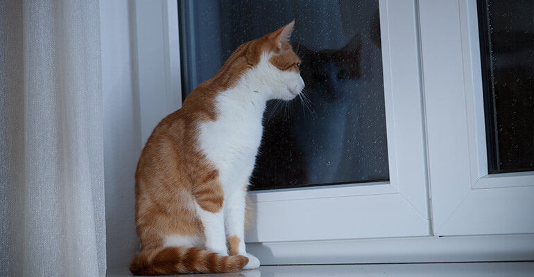 Katze schläft nachts nicht