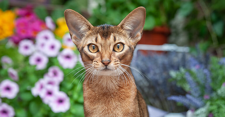 Abessinierkatze– neugieriger Forscher im Pumagewand