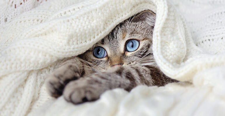 Katzenzimmer einrichten? So gehts!