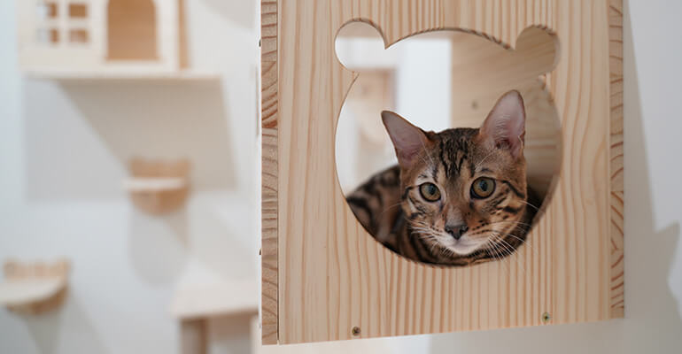 Was braucht eine Katze zum Glücklichsein?