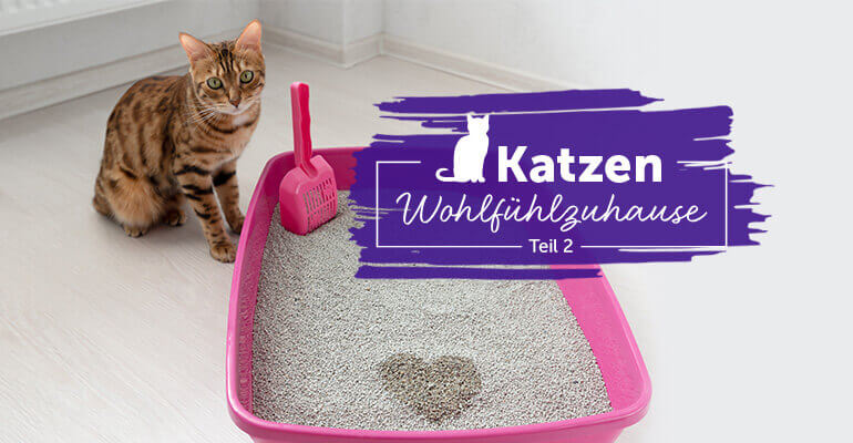 Katzenklo Management | 5 Tipps, wie deine Katze nicht unsauber wird
