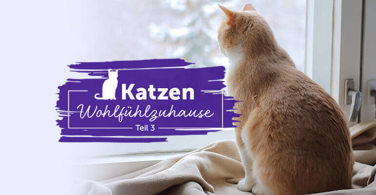 Körpertemperatur Katze | Das braucht deine Katze, um nicht auszukühlen