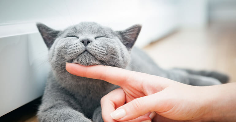 Warum schnurren Katzen?