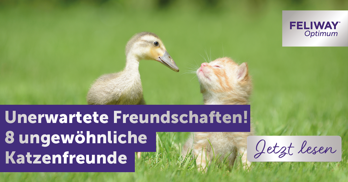 Unerwartete Freundschaften! 8 ungewöhnliche Katzenfreunde