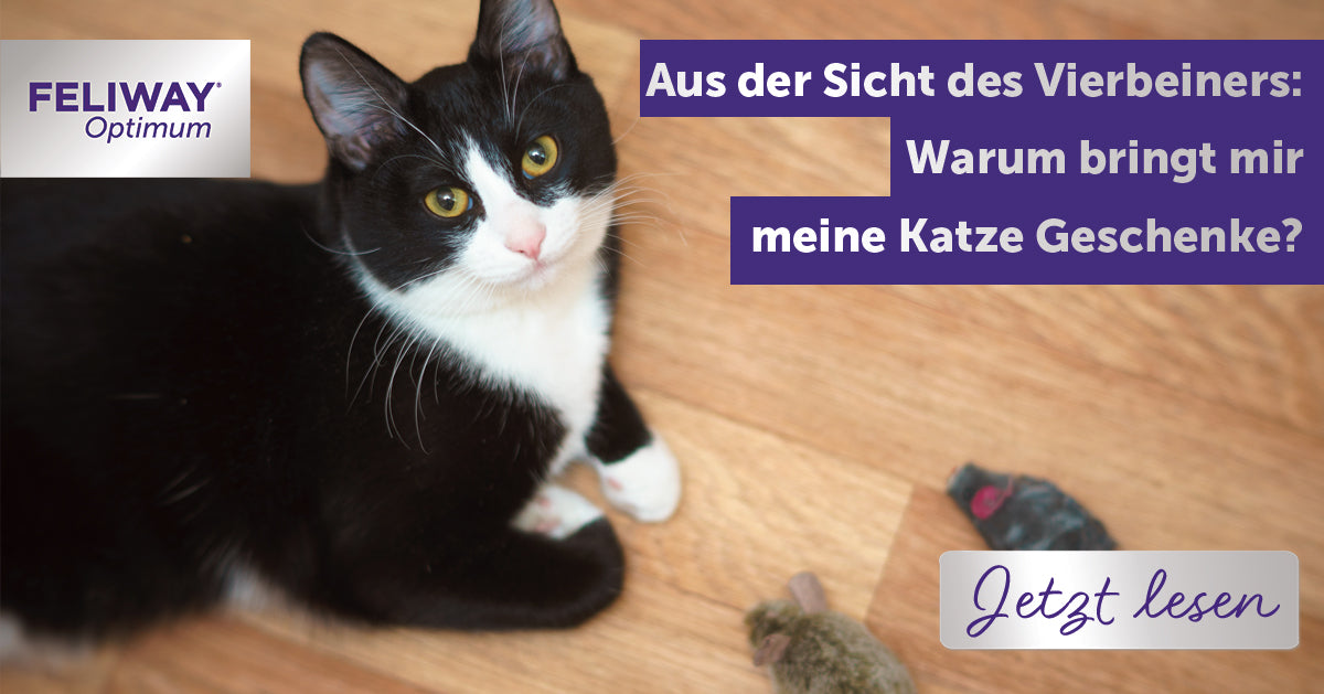 Aus der Sicht des Vierbeiners: Warum bringt meine Katze mir Geschenke?