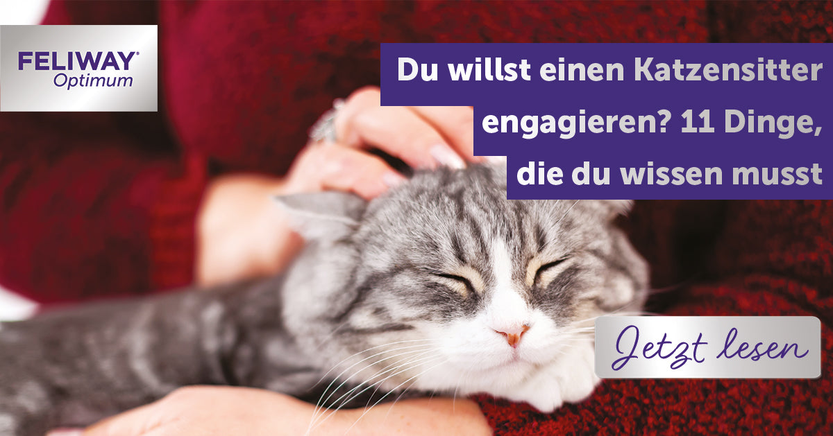 Du brauchst einen Katzensitter? 11 Dinge, die du wissen musst
