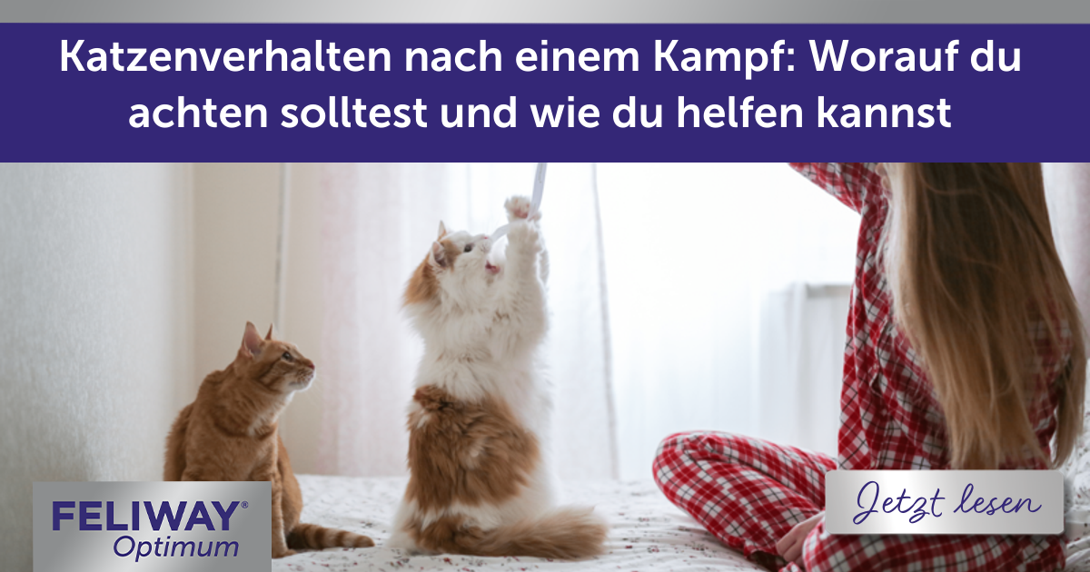 Katzenverhalten nach einem Kampf: Worauf du achten solltest und wie du helfen kannst