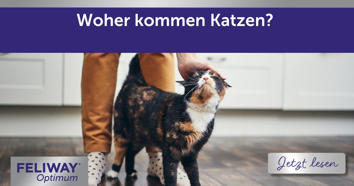 Woher kommen Katzen?