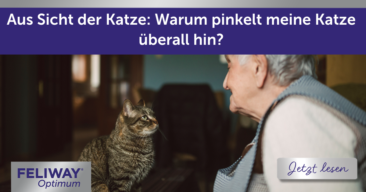 Aus Sicht der Katze: Warum pinkelt meine Katze überall hin?
