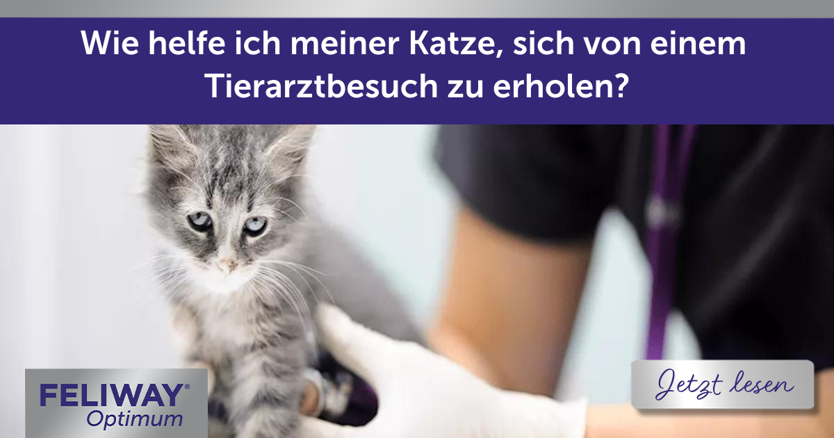 Wie helfe ich meiner Katze, sich von einem Tierarztbesuch zu erholen?
