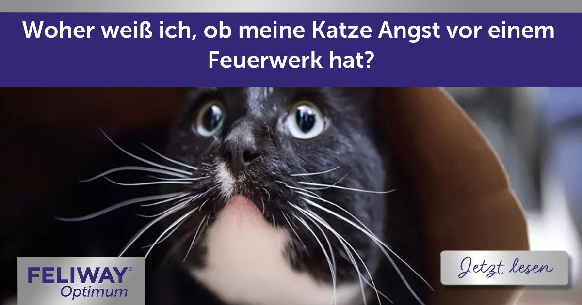 Hat meine Katze Angst vor einem Feuerwerk an Silvester?