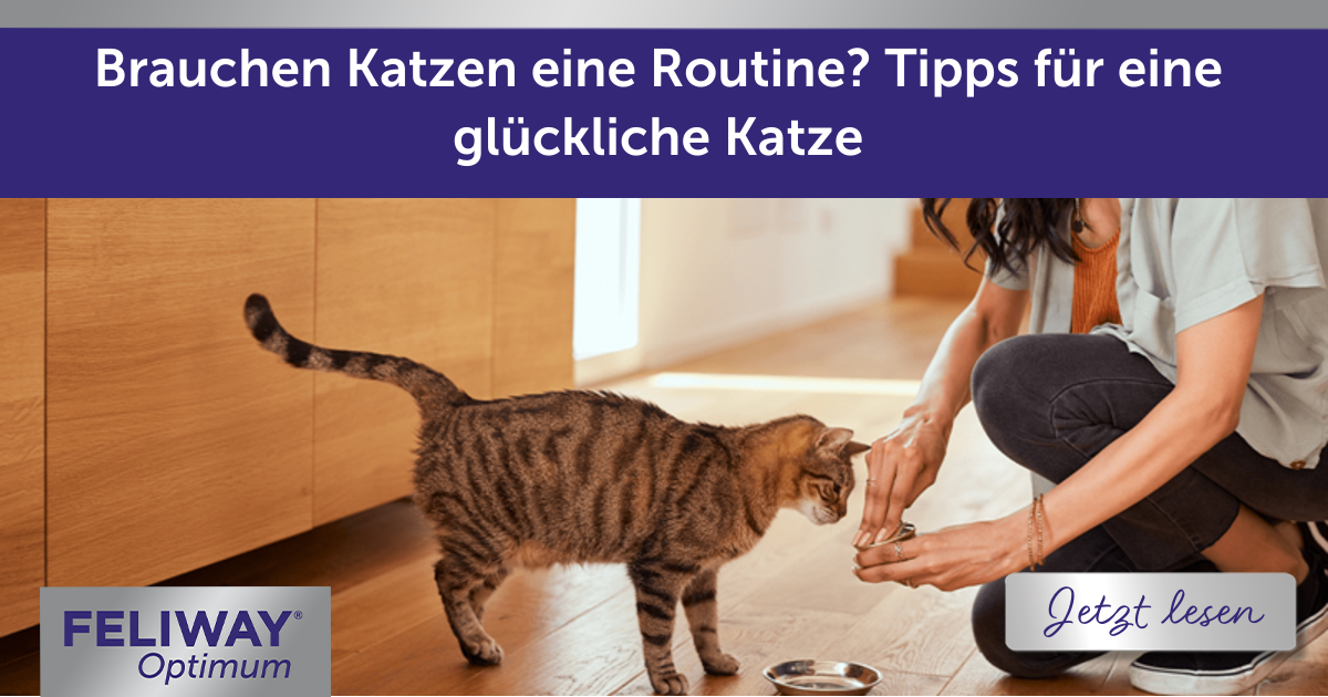 Brauchen Katzen eine Routine? Tipps für eine glückliche Katze