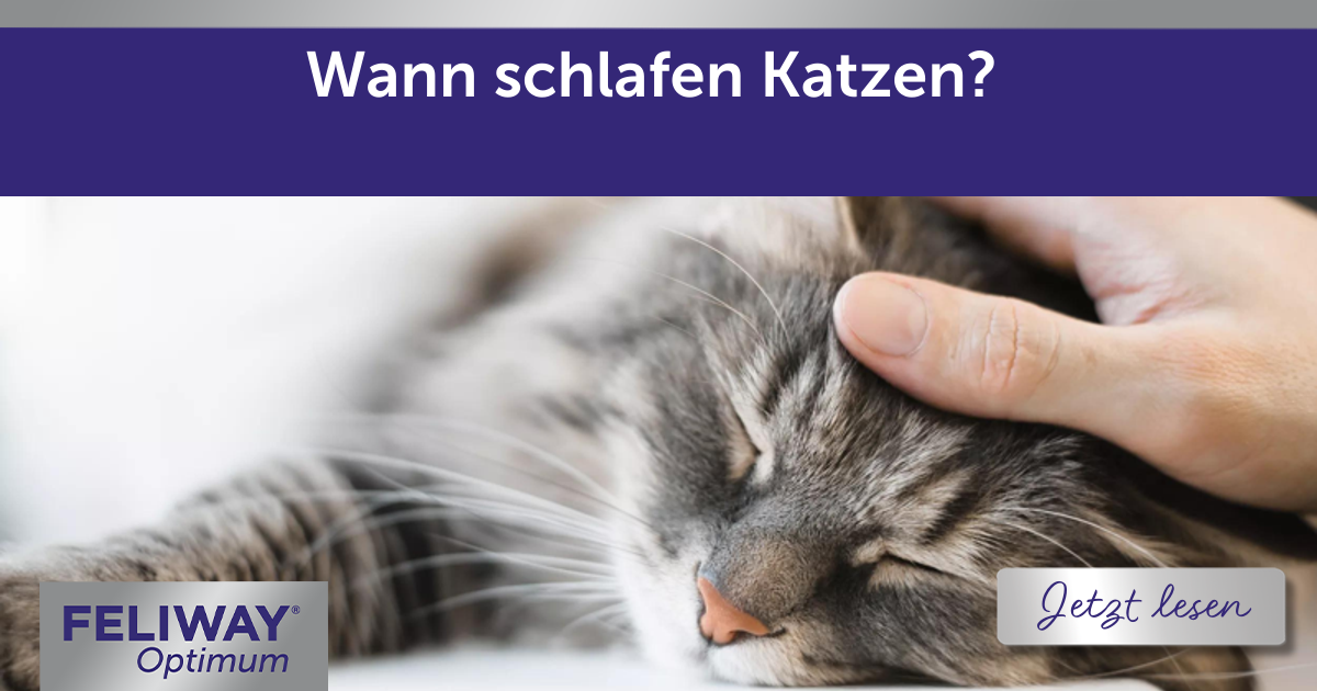 Wann schlafen Katzen?