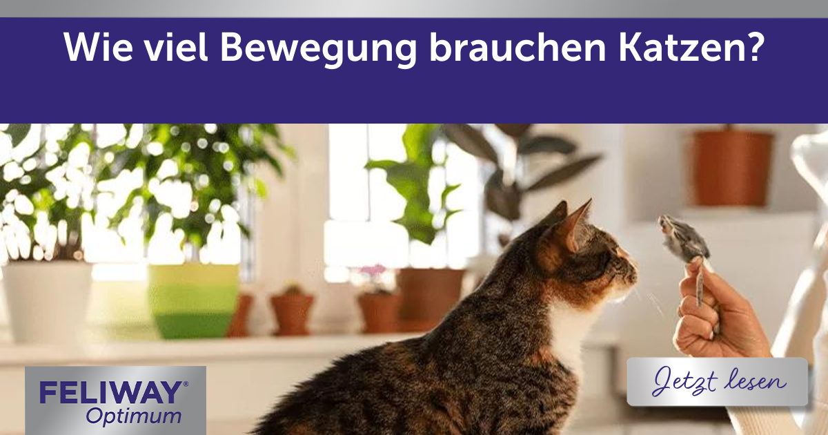 Wie viel Bewegung brauchen Katzen?