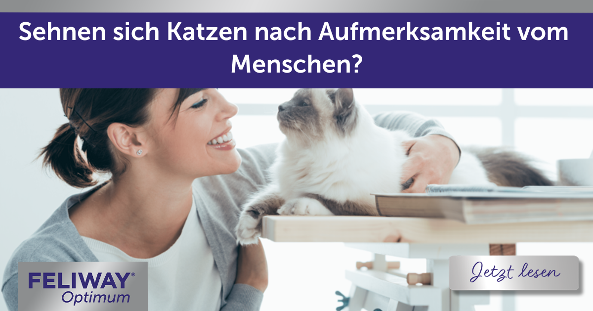 Sehnen sich Katzen nach Aufmerksamkeit vom Menschen?