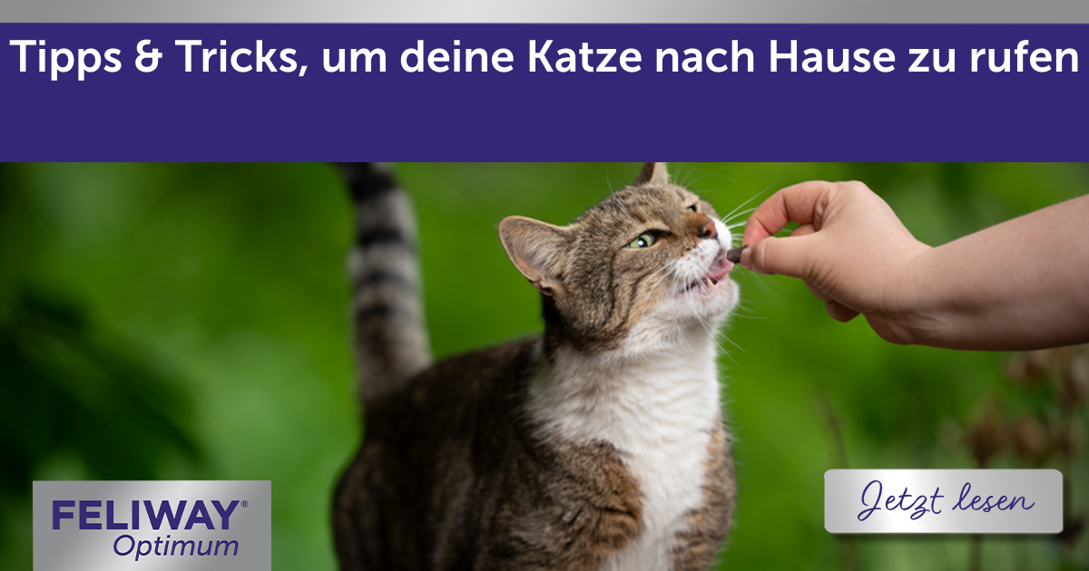 Tipps & Tricks, um deine Katze nach Hause zu rufen