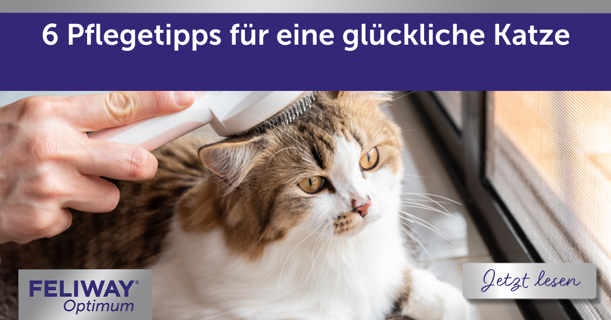 6 Pflegetipps für eine glückliche Katze