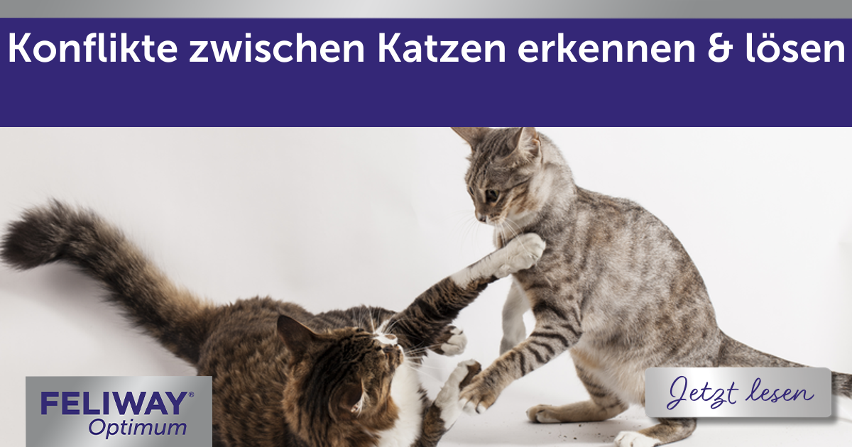 Konflikte zwischen Katzen erkennen & lösen