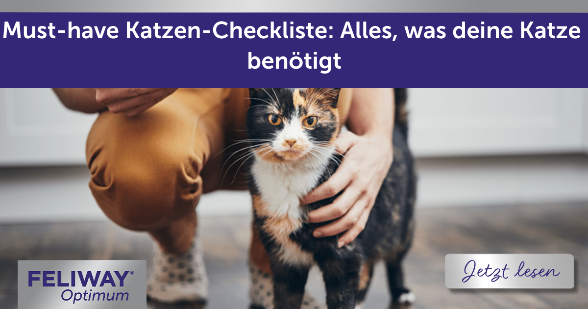 Must-have Katzen-Checkliste: Alles, was deine Katze benötigt
