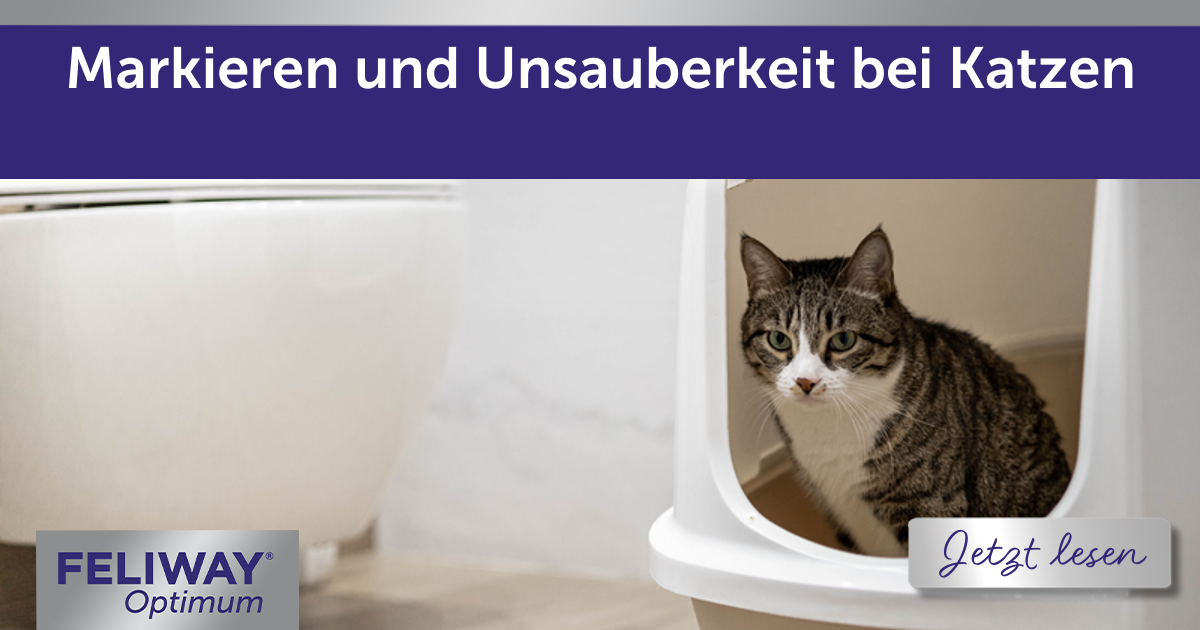 Markieren und Unsauberkeit bei Katzen