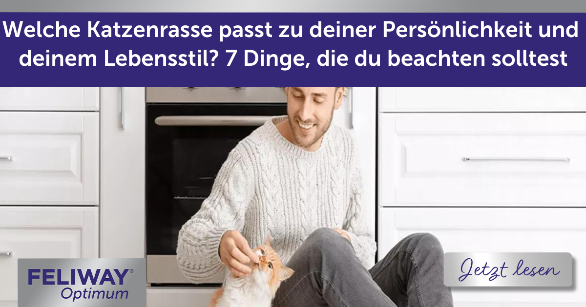 Welche Katzenrasse passt zu deiner Persönlichkeit und deinem Lebensstil? 7 Dinge, die du beachten solltest