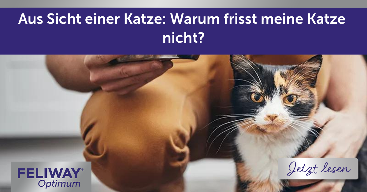 Aus Sicht einer Katze: Warum frisst meine Katze nicht?