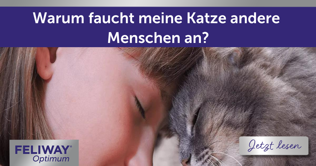 Warum faucht meine Katze andere Menschen an?