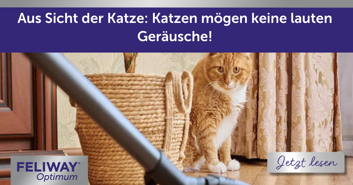 Aus Sicht der Katze: Katzen mögen keine lauten Geräusche!